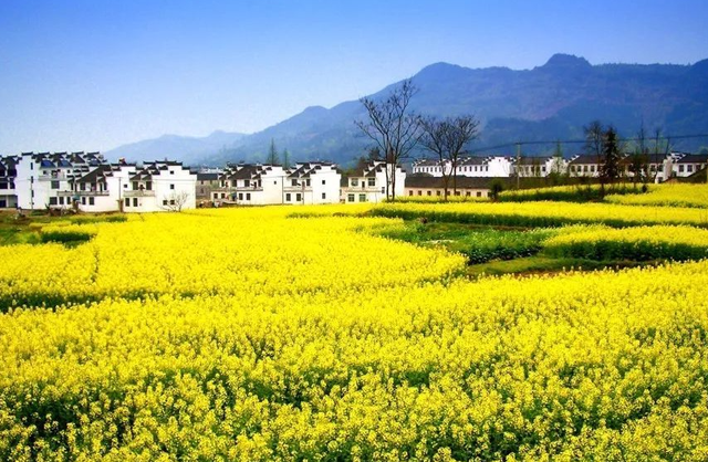 泸州|贵州一“著名”古村，因百亩油菜田出名，如今已是“重点旅游村”