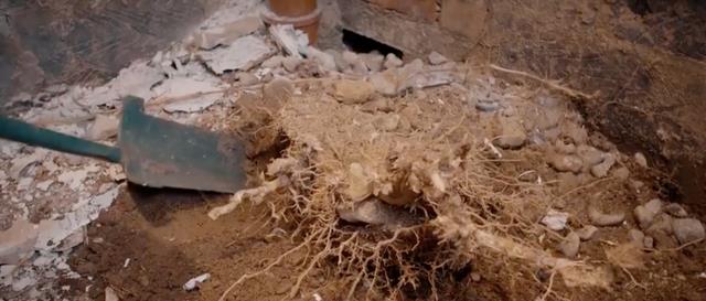 英国一屋主种了一排竹子,结果没想到,邻居欲哭无泪