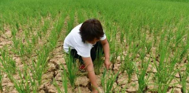 会再次拯救人类吗?4900万年前高温事件,红萍的出现“力挽狂澜”