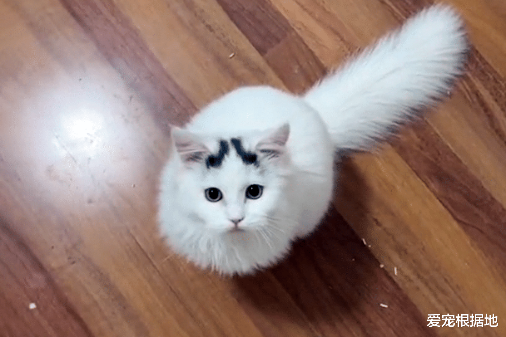 喂了一次的流浪猫，竟出现在好心人家门口，猫：喂了我还想跑？