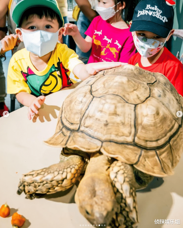 胡杏儿|胡杏儿庆祝二胎儿子满3岁,奕霖和哥哥捉蛇、玩蜘蛛,超勇敢