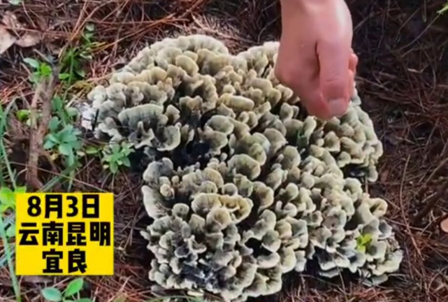 云南女子捡到特大干巴菌 品相优良价值上千元