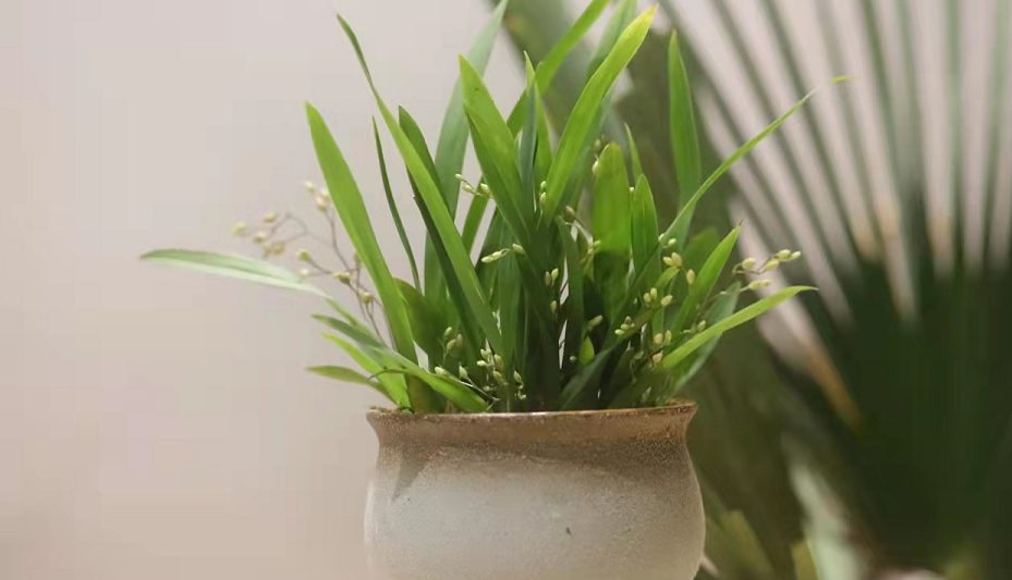 养文心兰抓住4个要点，开花多又香，可打造“清新”家居风