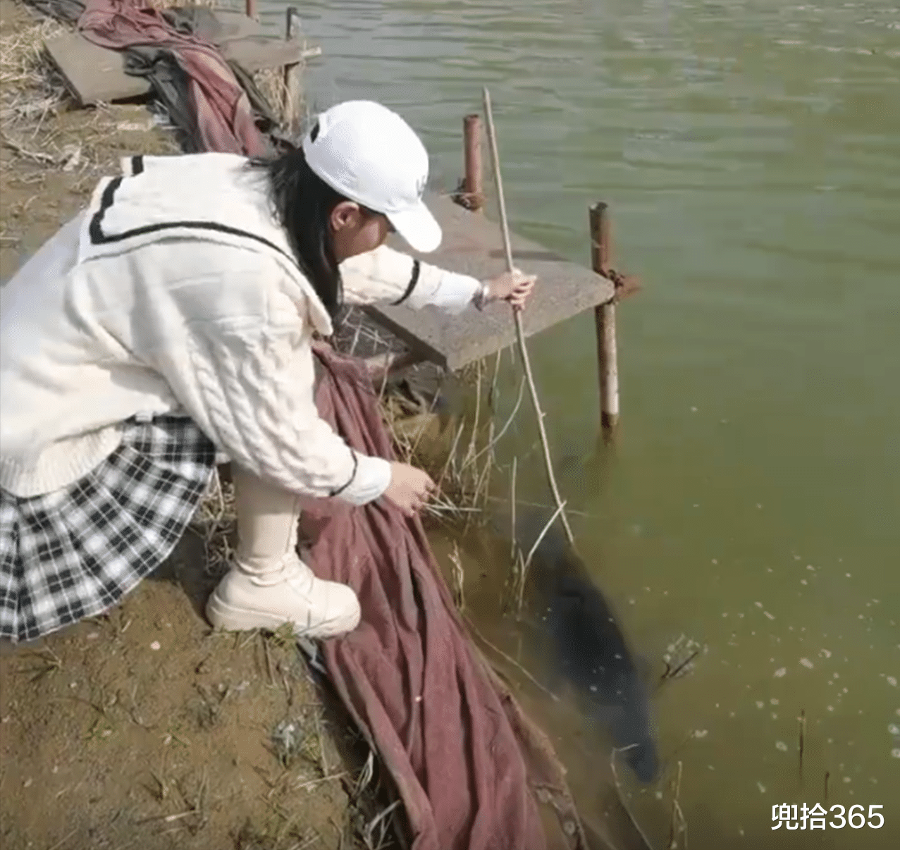 中华鲟|女子陪家人去“盘黑坑”，徒手从水中抓起一条鲟鱼，抱着撒腿就跑