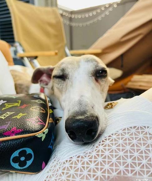 刘亦菲|刘亦菲晒国庆出游照,白裙黑靴造型养眼,肤白貌美颜值在线