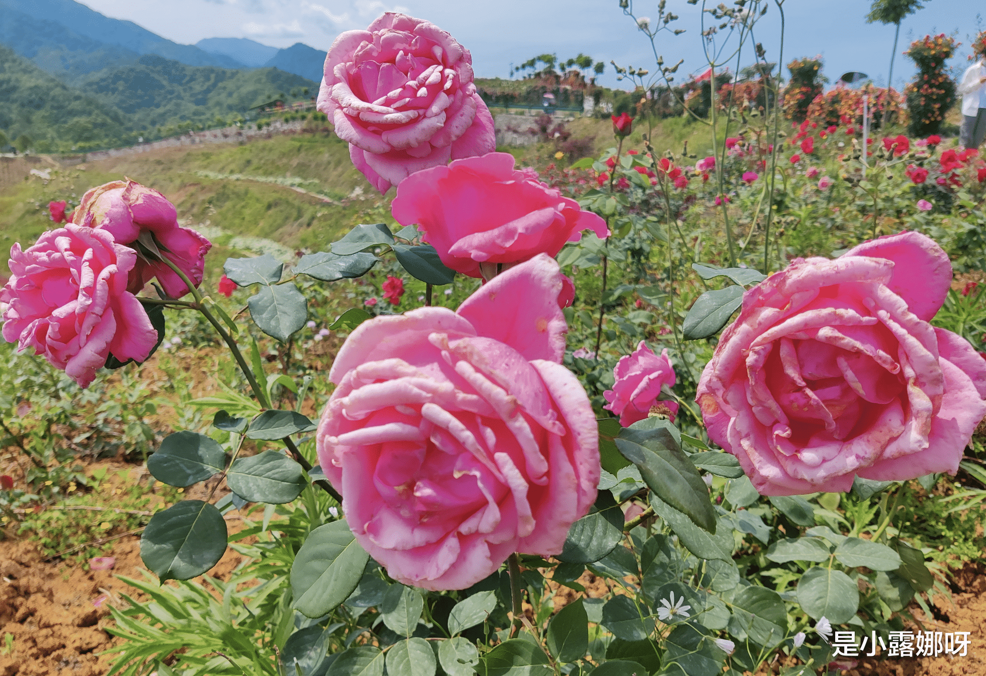 一加科技|12GB+256GB+65W,从4299元跌至2499元,哈苏旗舰更亲民了!