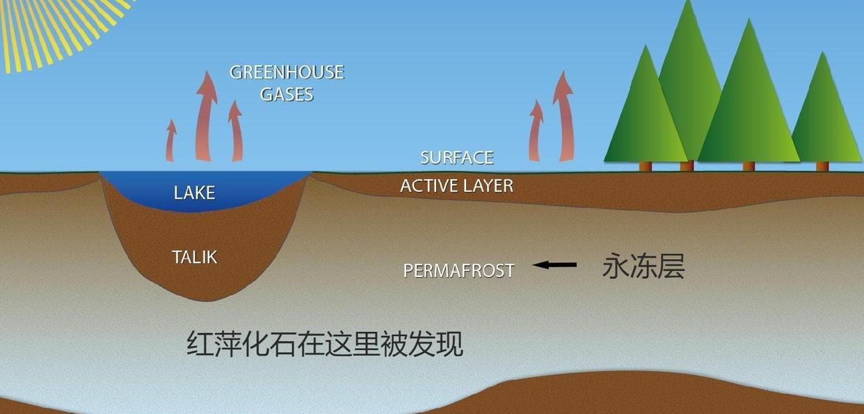 4900万年前,一种植物泛滥冰冻地球,能否通过再次泛滥拯救人类?