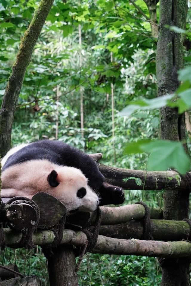 成都|不去厦门!成都也能打卡同款“荧光海”,20℃的森趣山林轻徒步巴适惨!