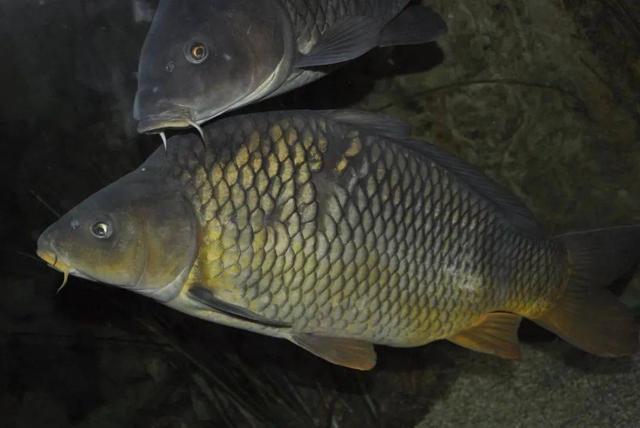 青鱼|钓鲤鱼用多长的子线?实钓多年得出结论,新手一看就懂