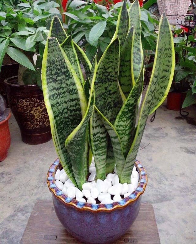 卫生间异味大,摆盆虎皮兰,轻松吸走异味,自然清新无危害!