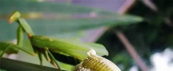 为什么其他动物的繁衍仅仅是为了延续他们的物种,而人类不是?