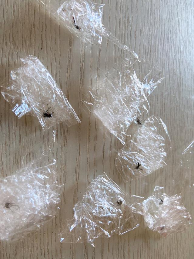 化学防晒 太恶心了！日本妹子收集吸过自己血的蚊子，把血抽干做成“蚊子美甲”