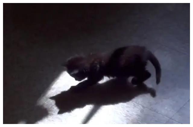 河南男子救下野生黑猫,2年后爱人离奇失踪,黑猫报恩找回重要线索
