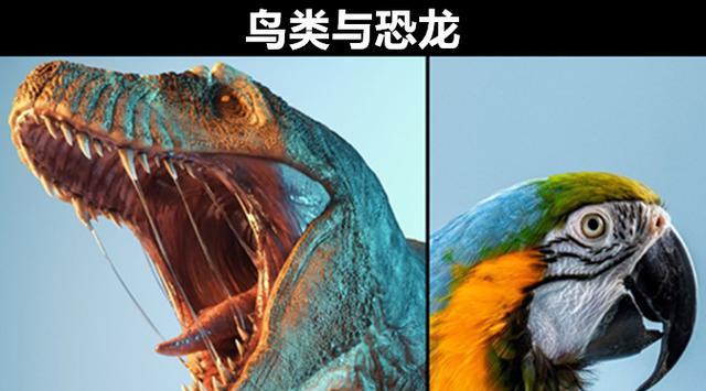 你可能并不知道的世界上8对拥有共同祖先的生物