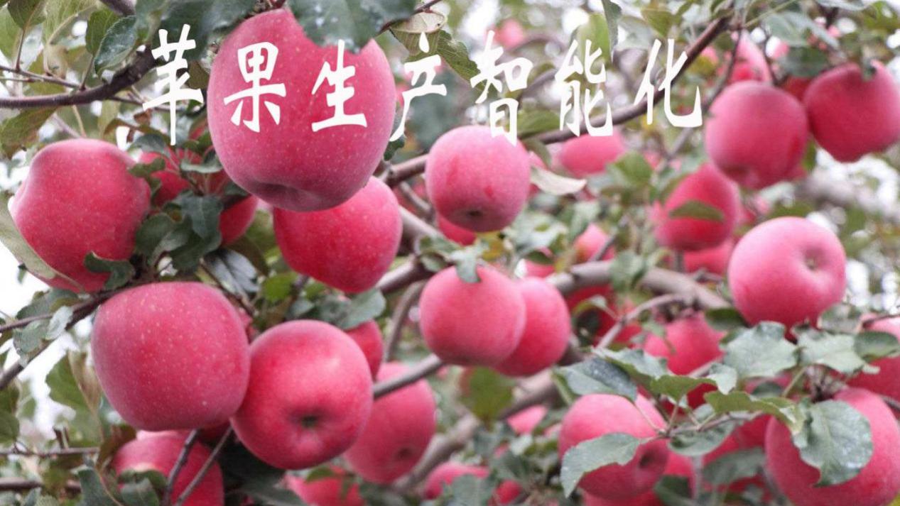 苹果|苹果生产智能装备科研进展，除草收获有望自动化