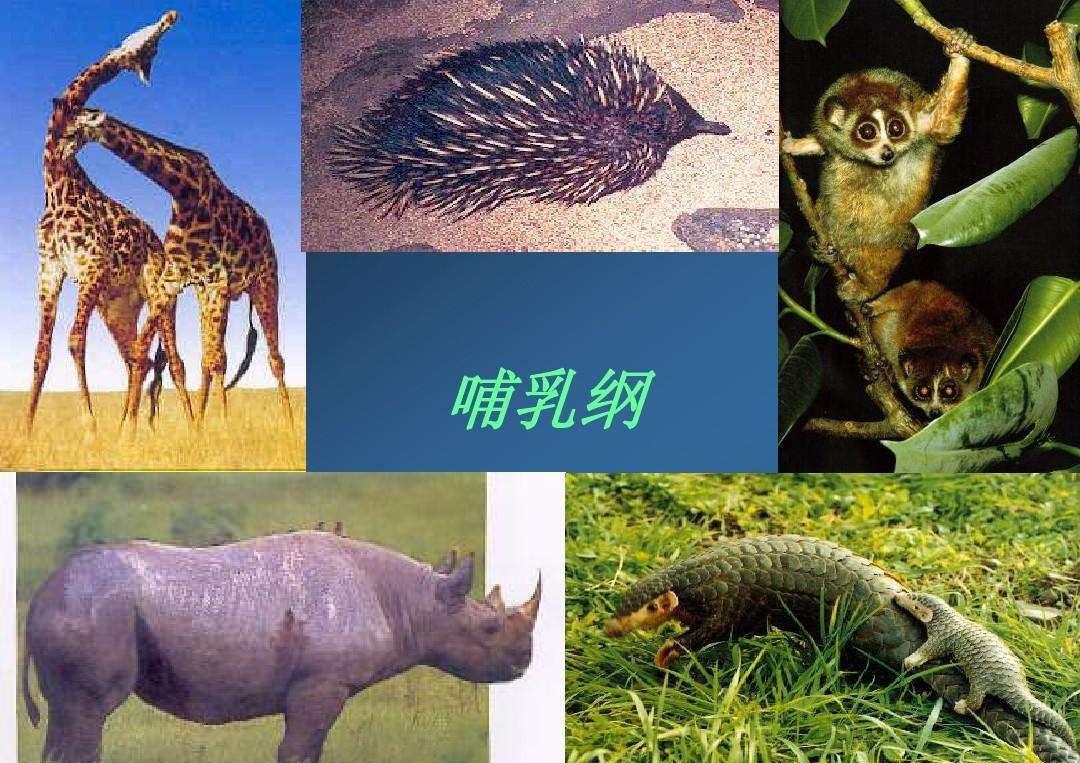 哺乳动物有4000多种,为何人类不仅没有繁殖期,还隐藏排卵期?