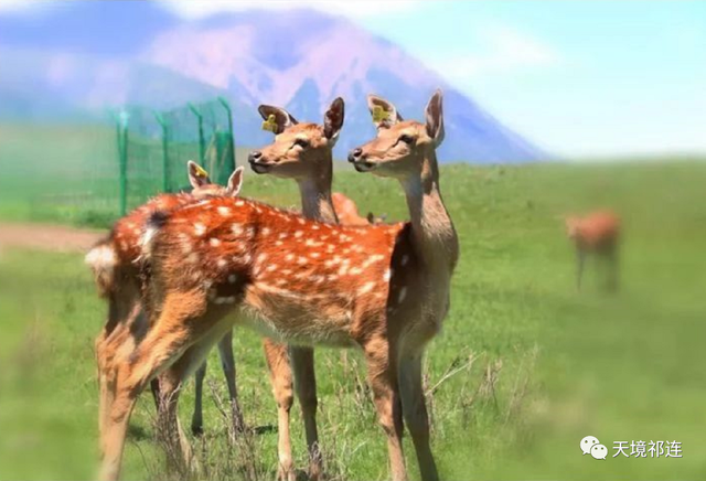 云南|呦呦鹿鸣，号称亚洲最大半野生驯鹿基地——祁连鹿场，初春踏青首选地！