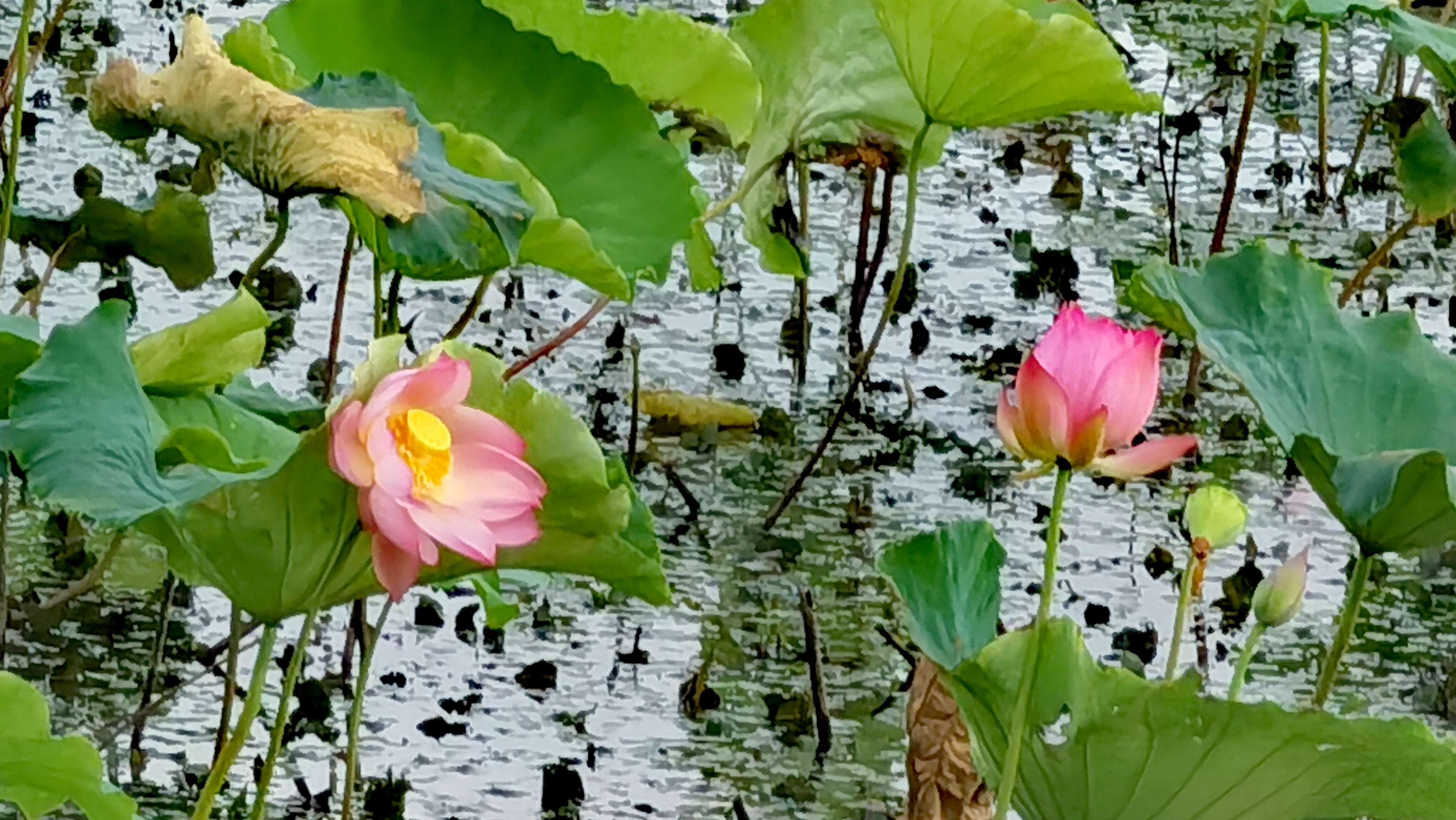 荷花|三角稻虾基地的荷花开得正艳