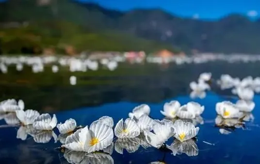 海菜花|泸沽湖再上央视，海菜花已绽放成海