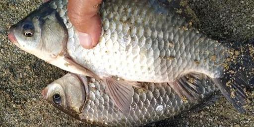 |野钓:选钓位不能全靠什么钓鱼谚语,经验才是硬道理