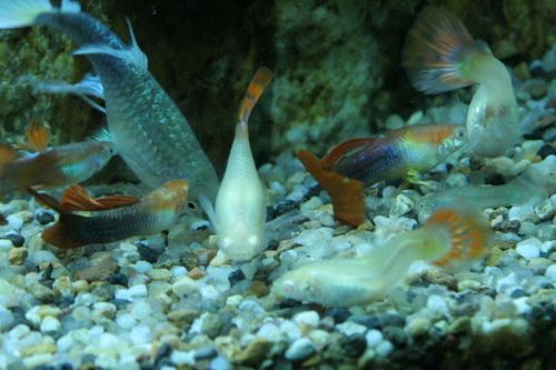 |春天钓鱼十钓九空?那是你没抓住“窗口期”,时机到才能大鱼闹