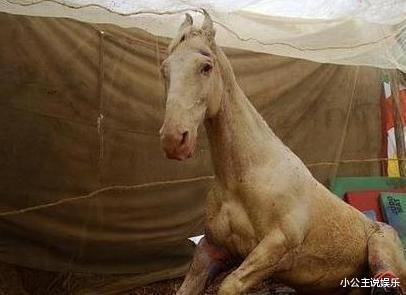 西游记|《西游记》拍完，白龙马被弃山洞尸骨无存，人性比妖魔更可怕……