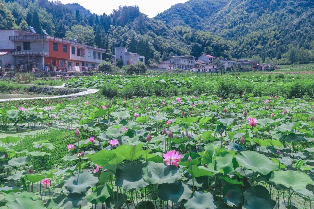 草原|咸宁的一天，原来可以美出四种色调！