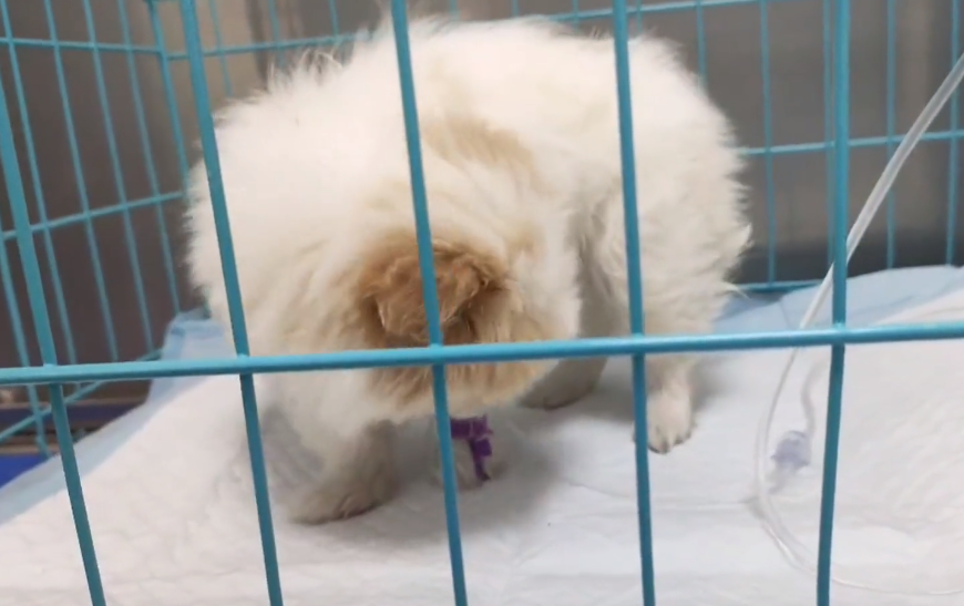 得了犬瘟后，不仅不给它治病，还把它扔在冷库里！获救的小狗眼里满是无助