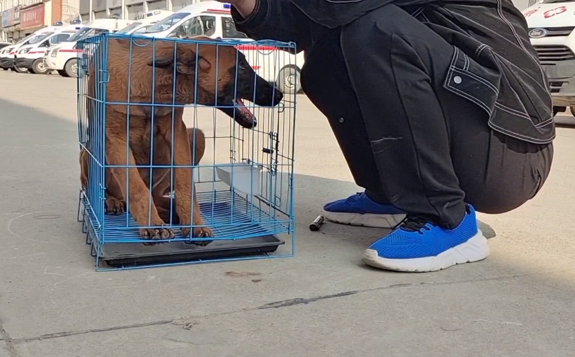 灵性马犬不愿和主人分开，临别还不停和主人握手，老人：孙子太小，儿媳妇不让喂