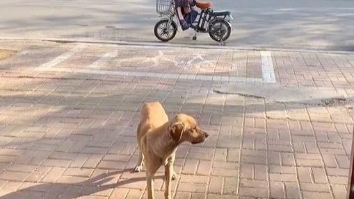 流浪狗来炸串摊门口乞讨，老板会喂一些面包：太让人心疼了