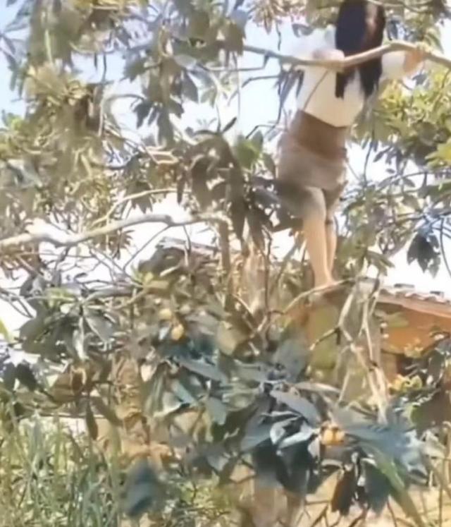回顾女子看出男友嘴馋,不顾自己穿着短裙,二话不说爬树摘枇杷