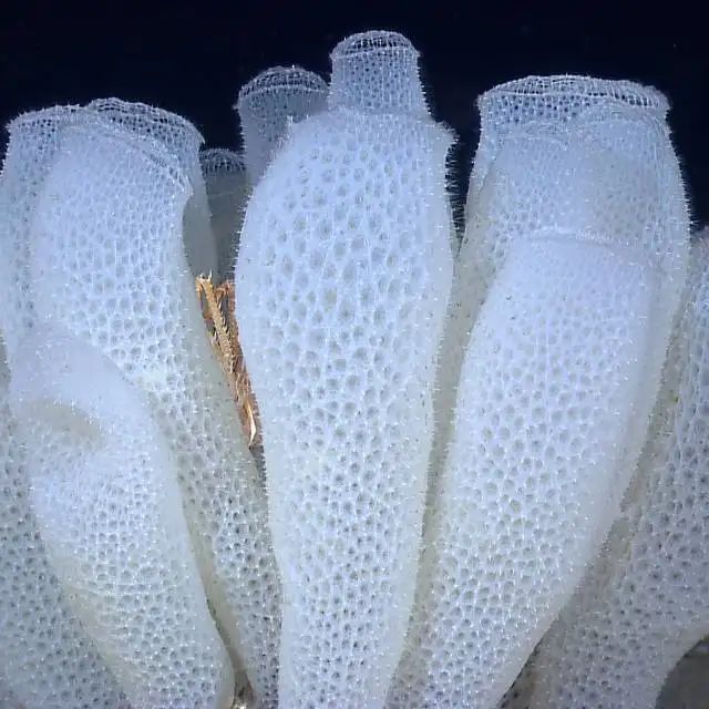 这样给生物起正式名,会不会太奇怪了?