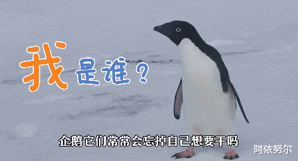 压力是人类的4倍，可以将粑粑射到1.34米外，企鹅真是又臭又可爱