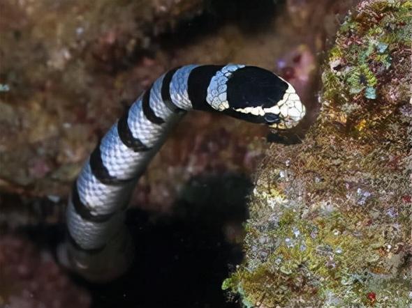 青环海蛇:每年捕获可达1万多公斤?值得注意!它其实体含剧毒