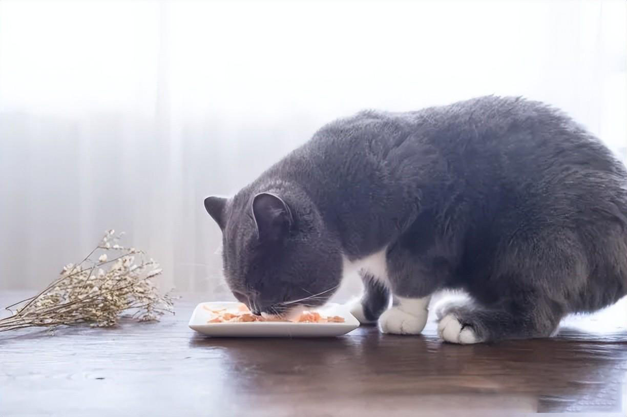 新手养猫指南｜新手养猫需要做哪些准备