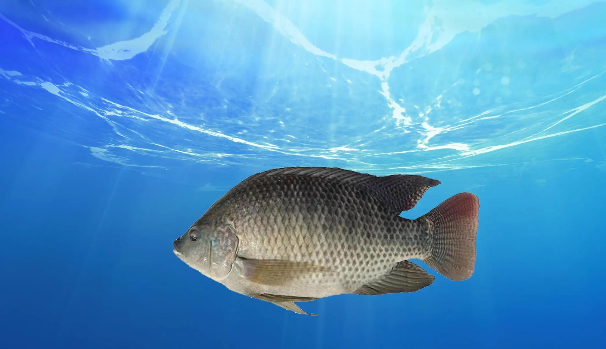 |为什么许多人喜欢把钓到的小鱼扔在岸边,而不是放掉?有何利弊?