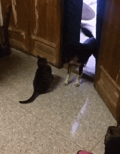 女朋友去西藏出差，走的时候还挺正常，呆了几天后我陷入了沉思