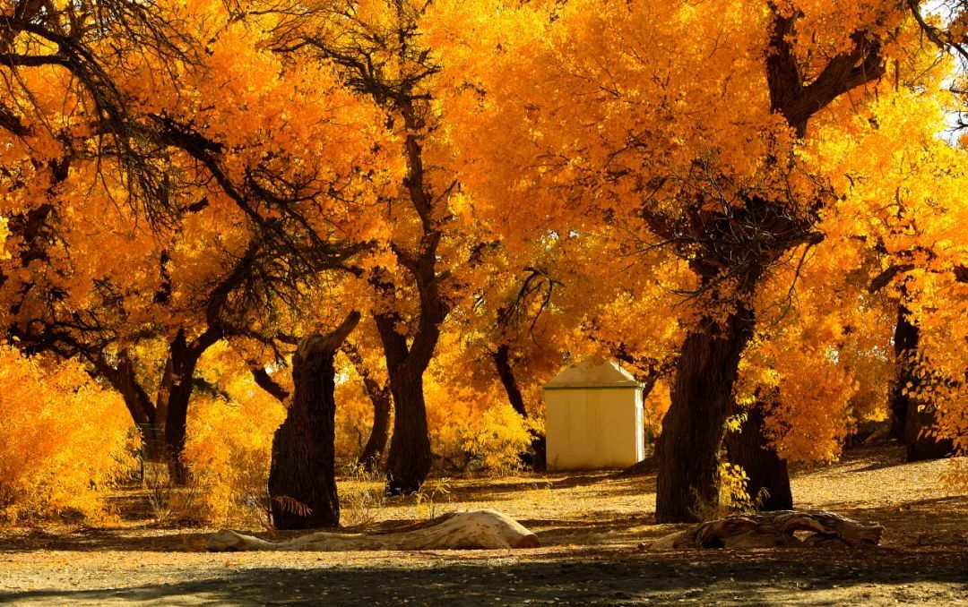 张家界|秋天的色彩与童话