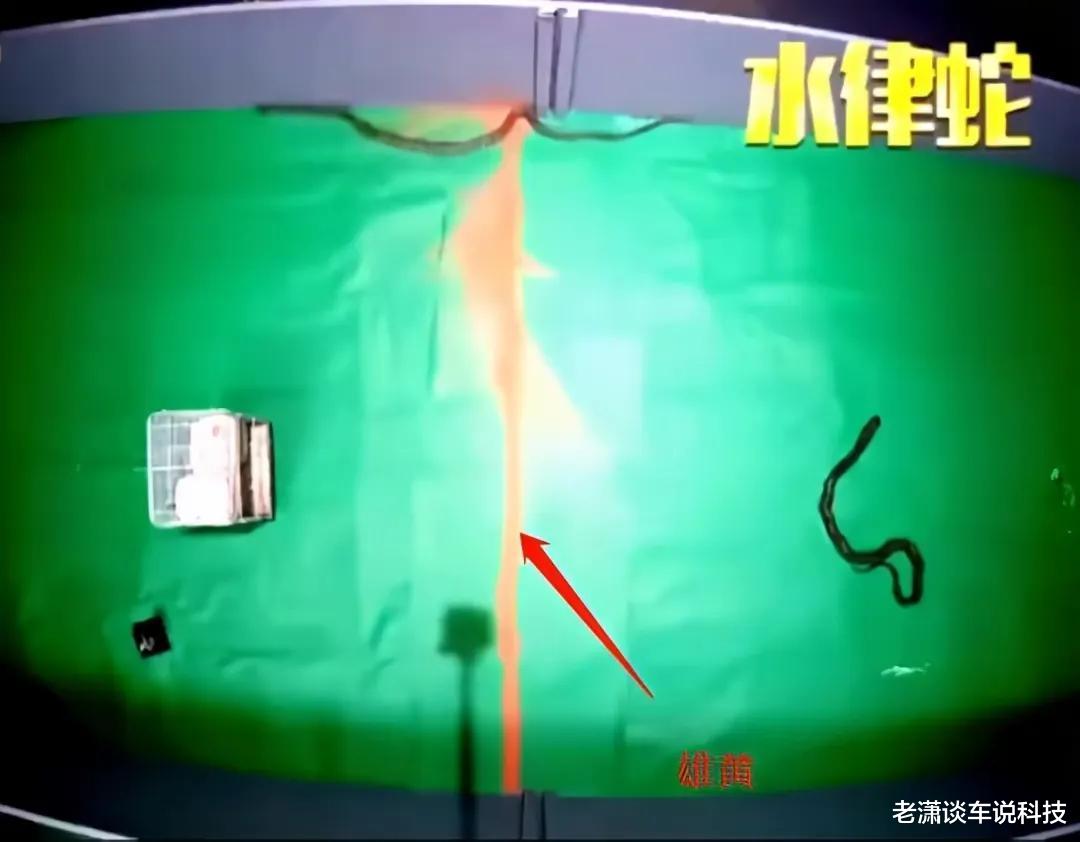 蛇害怕什么?真的不是雄黄粉,央视的一场实验说明了原因