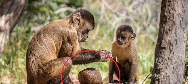 国字脸猴与人撞脸!部分猴子出现人类行为,地球或进入第二文明?