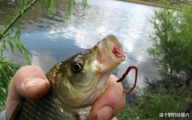 饵料|蚯蚓钓鲫鱼连杆技巧!做窝诱鱼是前提,鱼情的把握及使用是核心!