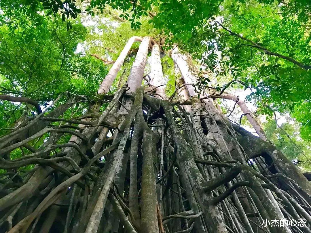 5500万年前,地球发了一次“高烧”,孕育出史前最大的蛇
