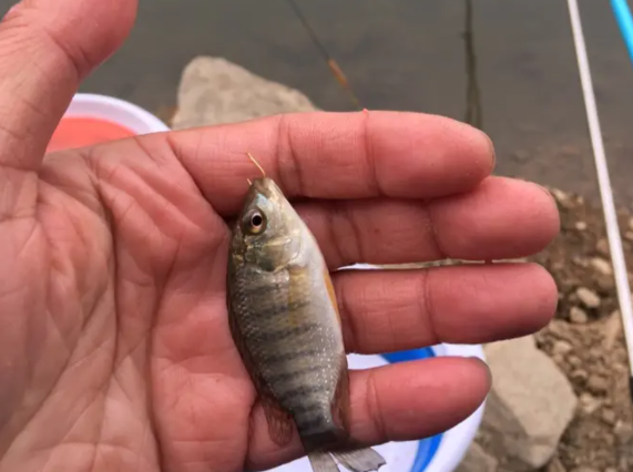 |穷人不配钓鱼?没钱就不能钓鱼么?钓鱼运动不能只是有钱人的运动