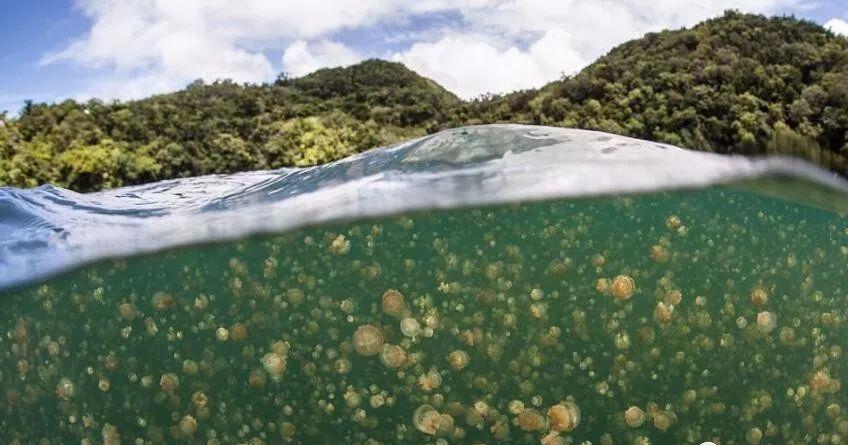 数百万水母的湖,每十年会气候异常,水母大量死亡,但又神奇恢复