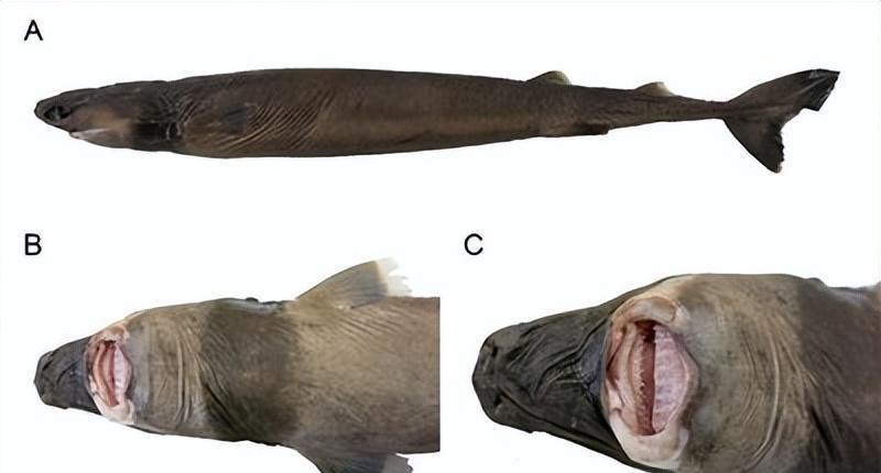 深海中有一种恐怖生物,能生吃大白鲨和虎鲸,美国潜艇也深受其害