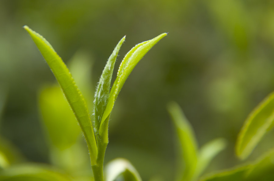 招聘|猫巫先生十二星座周运2023年1.30-2.5:开工大吉