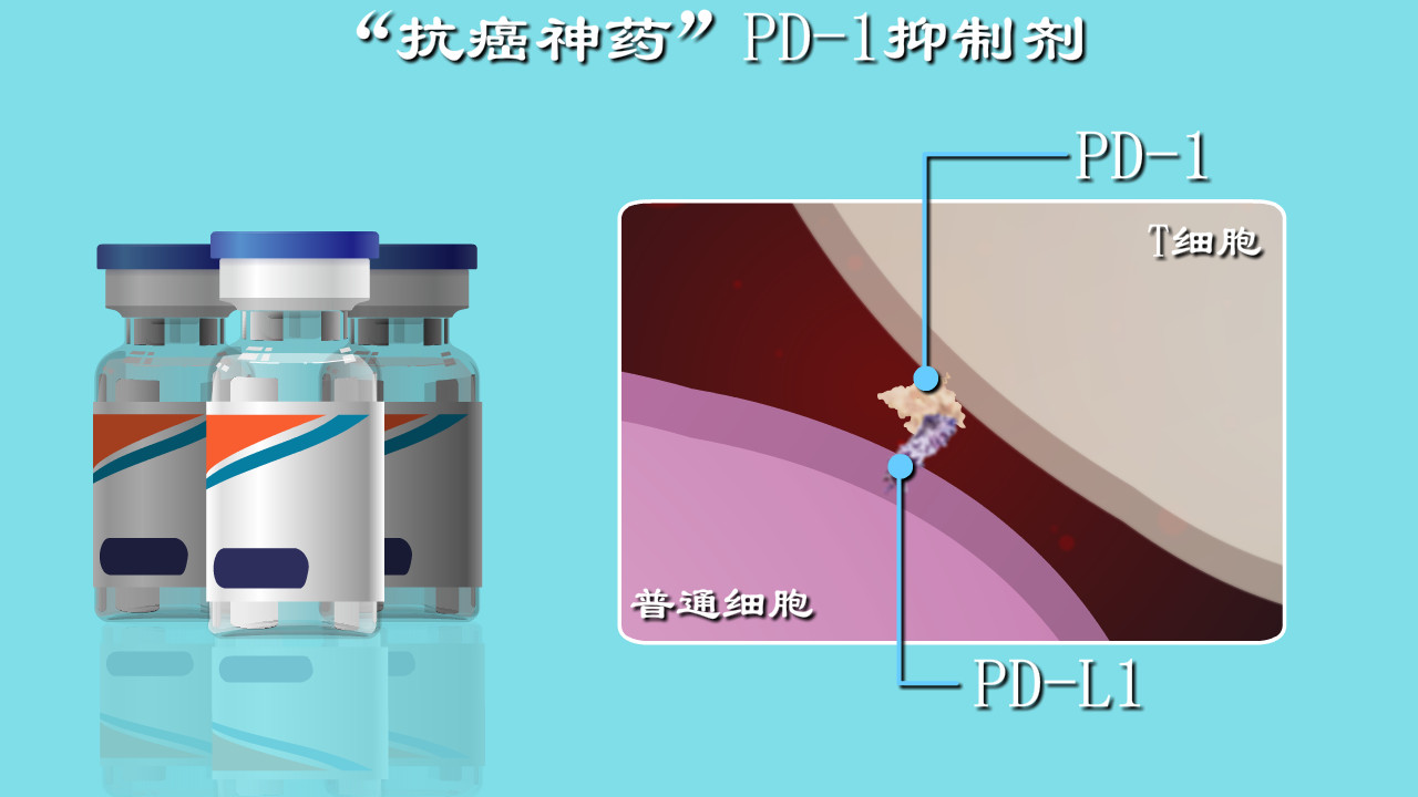 走进科学，PD-1对抗癌症的秘密