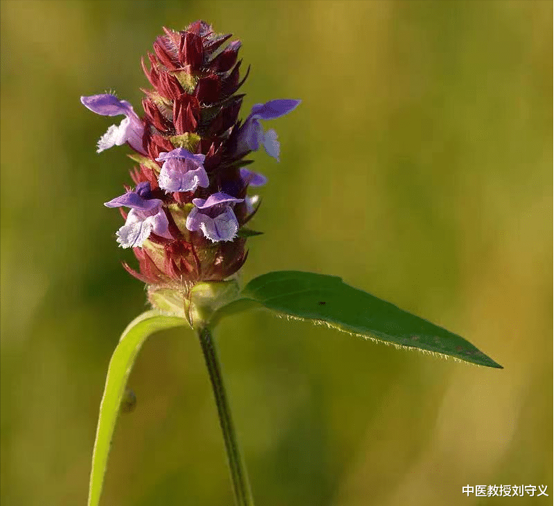 夏枯草|分享抗癌良药——夏枯草,清热解毒抗癌、散结消肿效佳