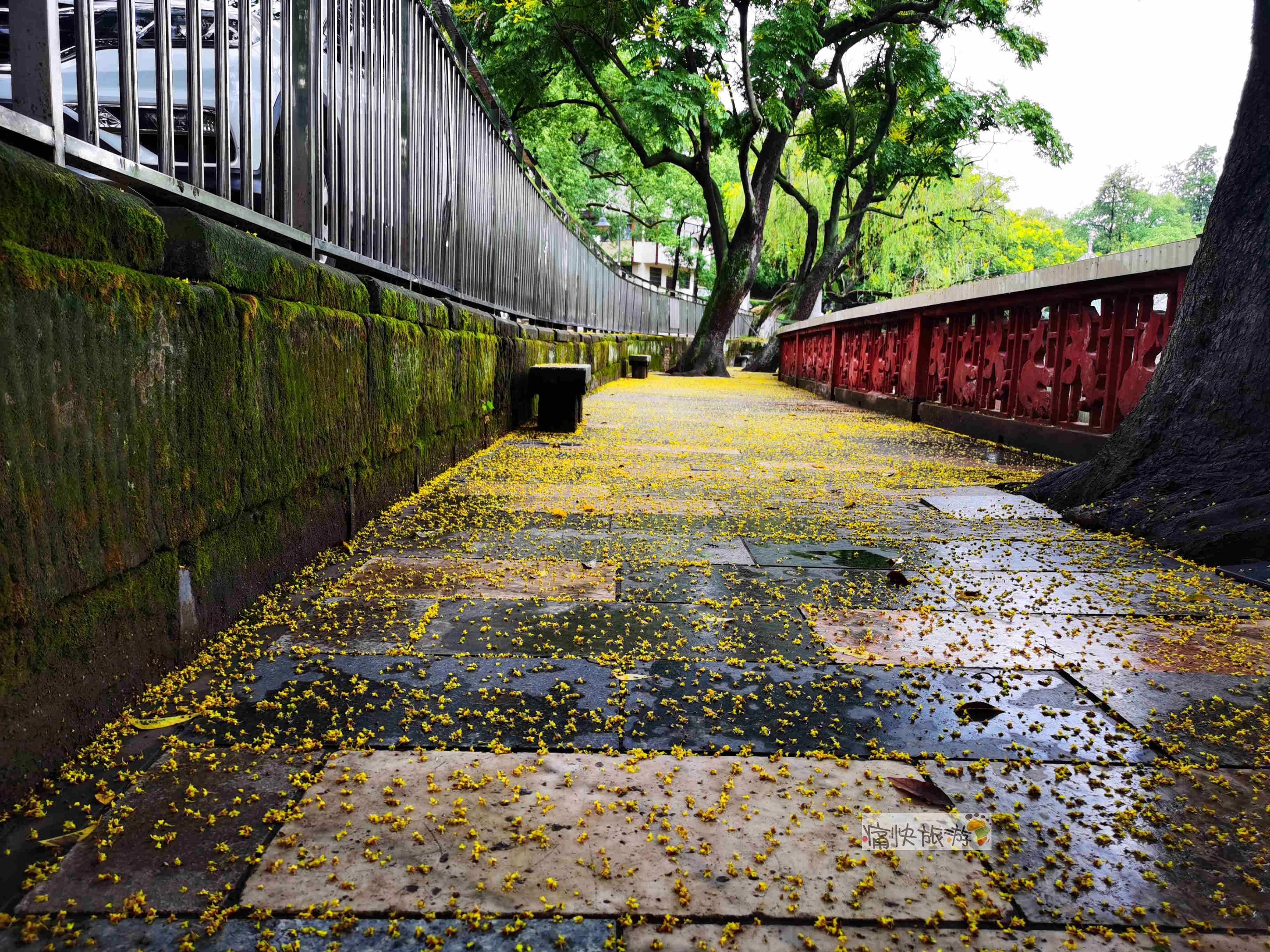 自贡|一场秋雨，自贡彩灯公园落花遍地美如画！