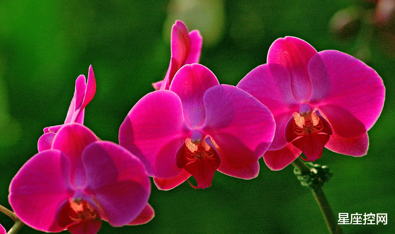 阳华|哪3个星座,做人坦率,做事尽心,一丝不苟努力,可收获好发展